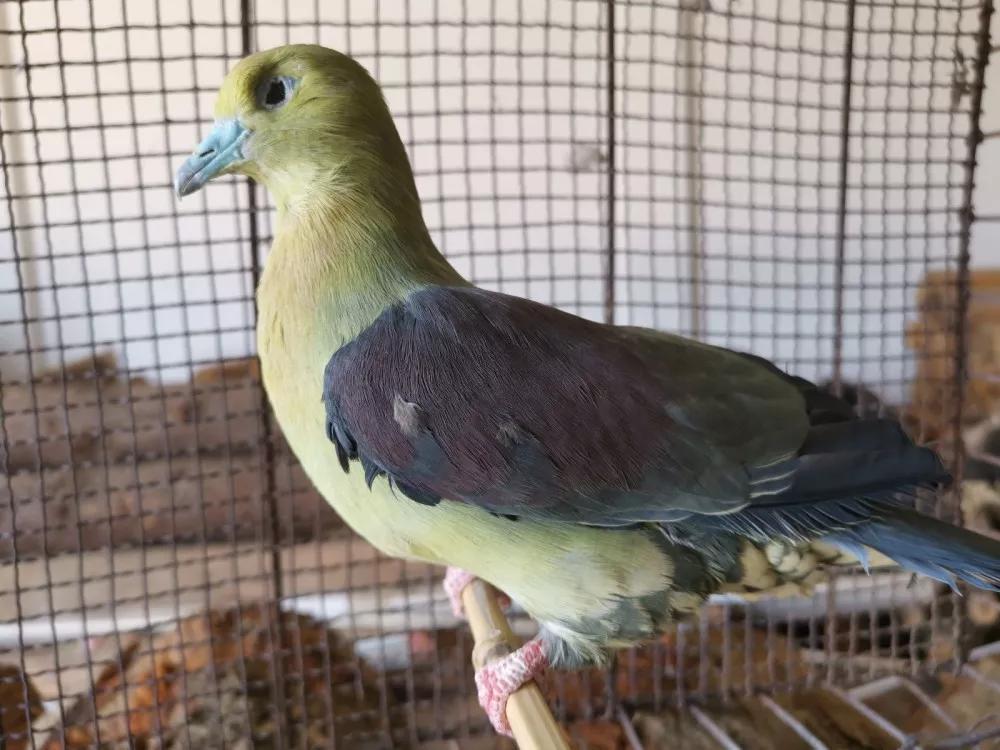 买鹦鹉被抓几年可以判刑,非法出售幼鸟案件