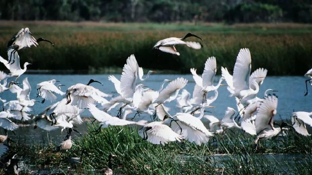 五年级部编版语文白鹭讲课视频,部编小学语文五年级上册白鹭课件