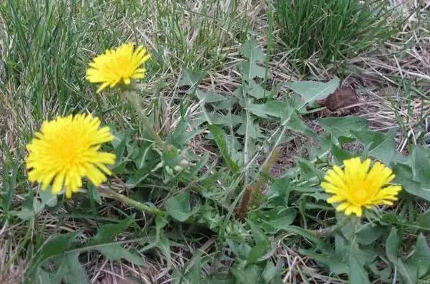 武穴又到挖野菜的时候了,江边好多人都在挖野菜,你吃了吗?