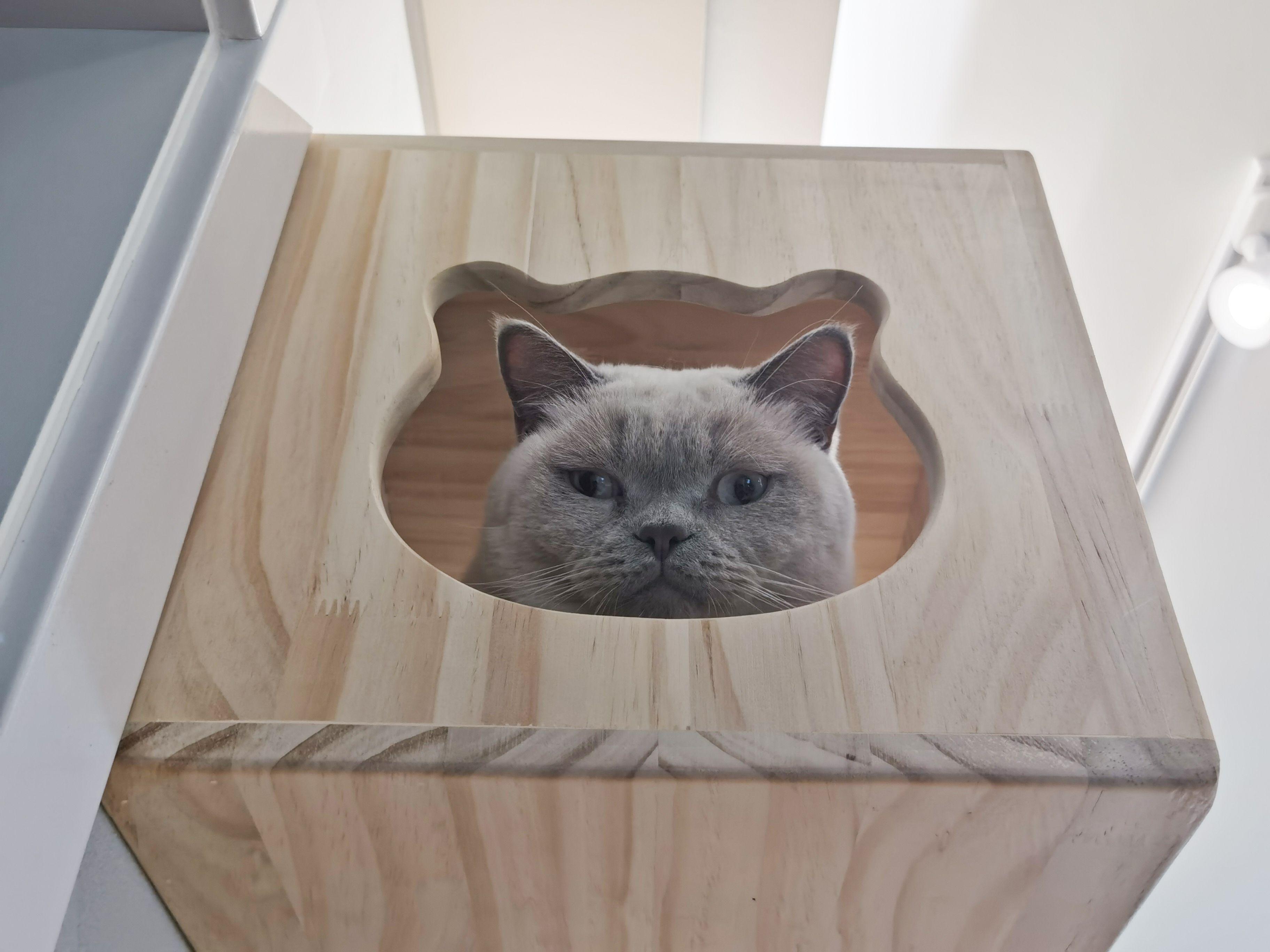 打造人宠共乐的家—“铲S官”的装修笔记