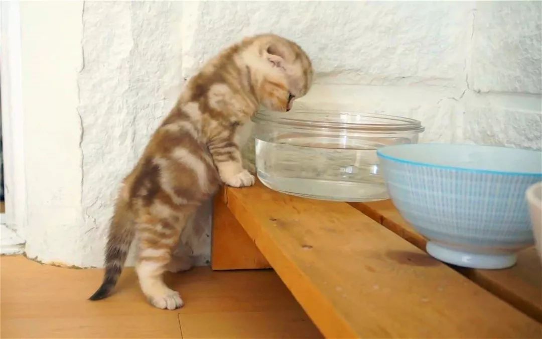 猫咪不爱喝水用什么办法解决,主人担心猫咪太胖不健康