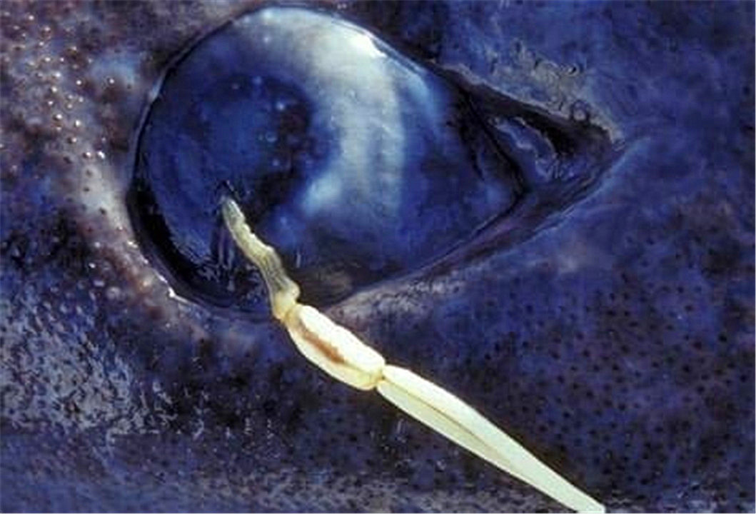 活到156岁才能繁衍后代，眼睛被寄生虫吞噬，啥也看不见