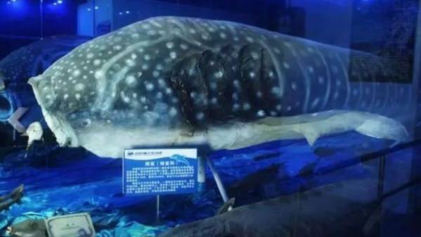 小梅沙海洋公园海底世界开放了吗,小梅沙海洋公园海底世界