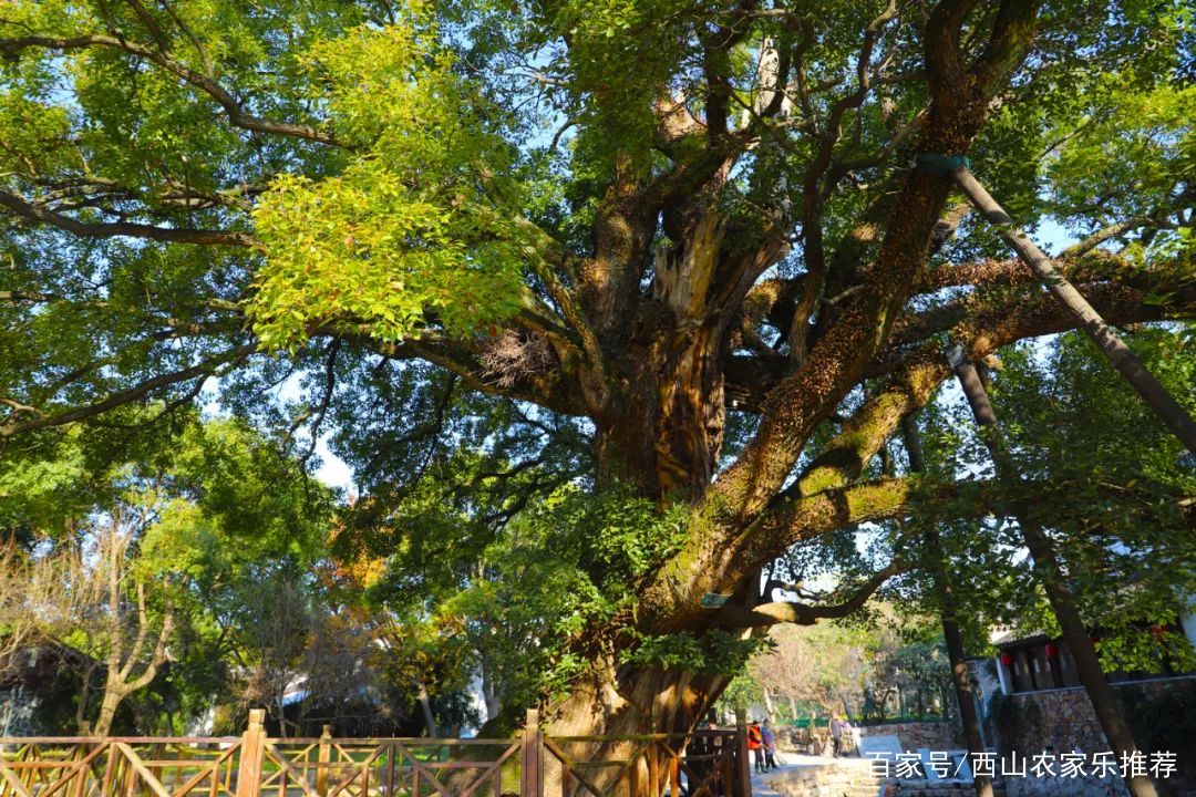 苏州西山景区有哪些景点,苏州西山缥缈峰景区