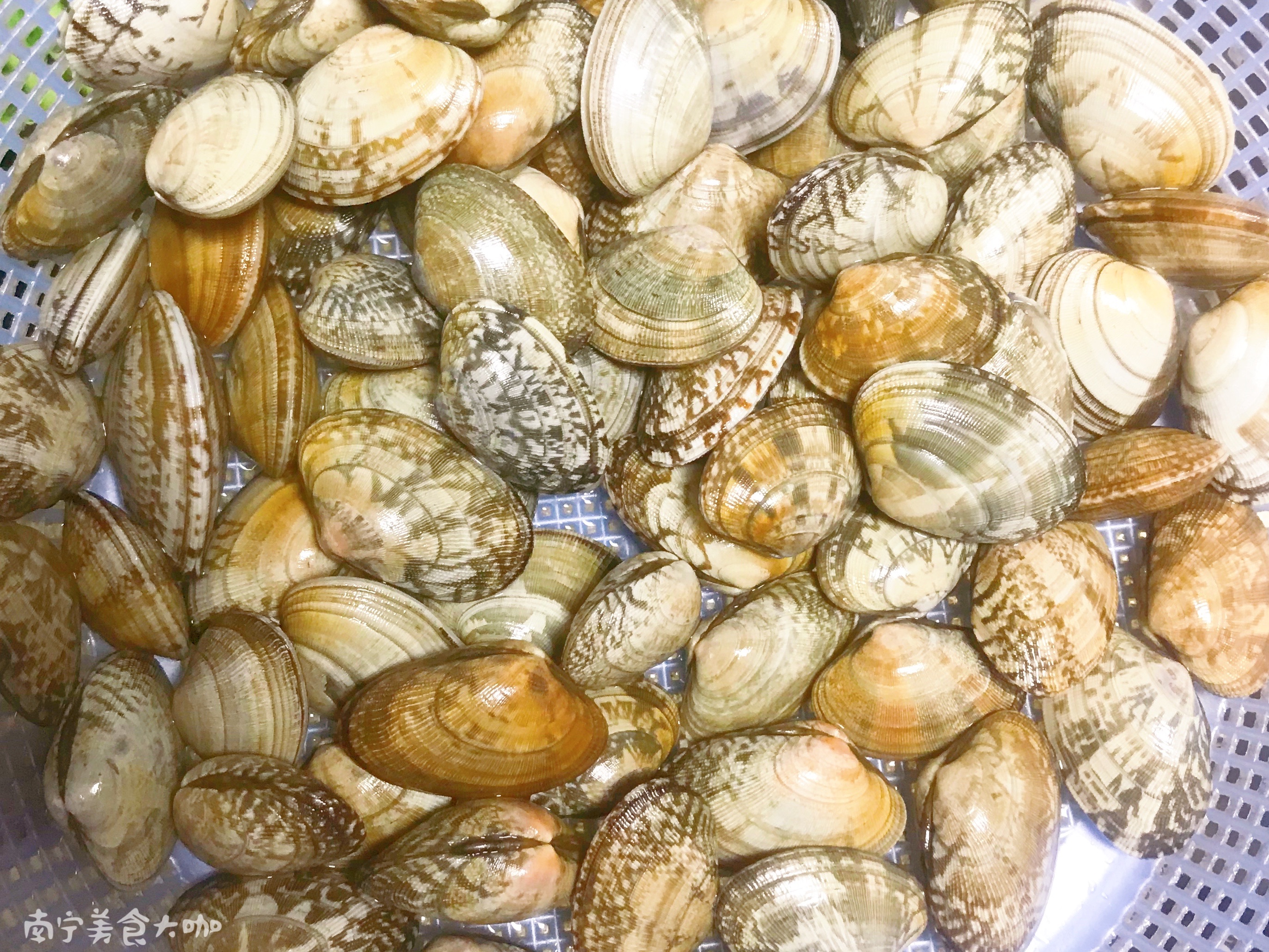 车螺怎么吐沙,怎样使白车螺快速吐沙