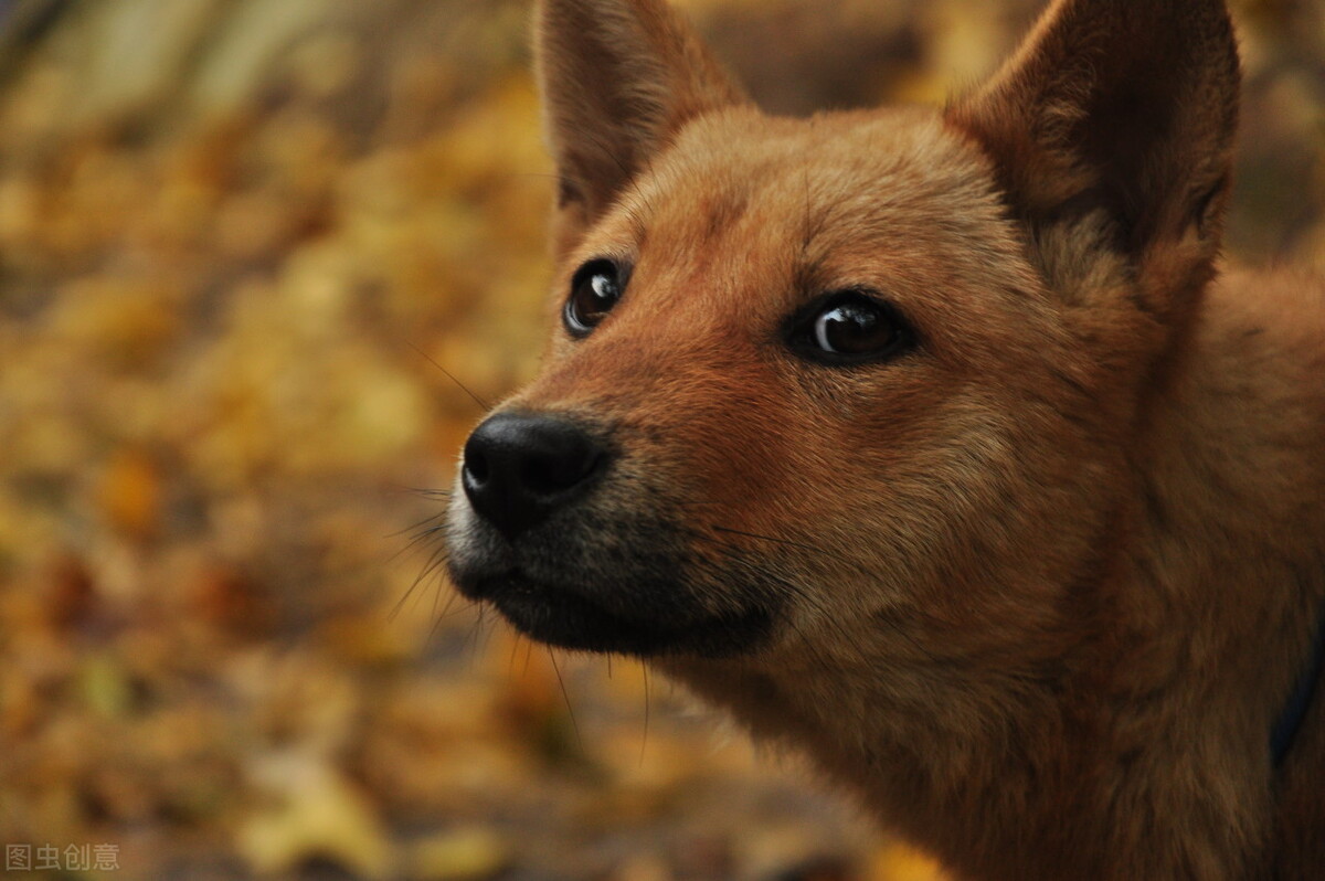 旧犬喜我归,它的目光中,是情感的惊喜?也是生命的凝望