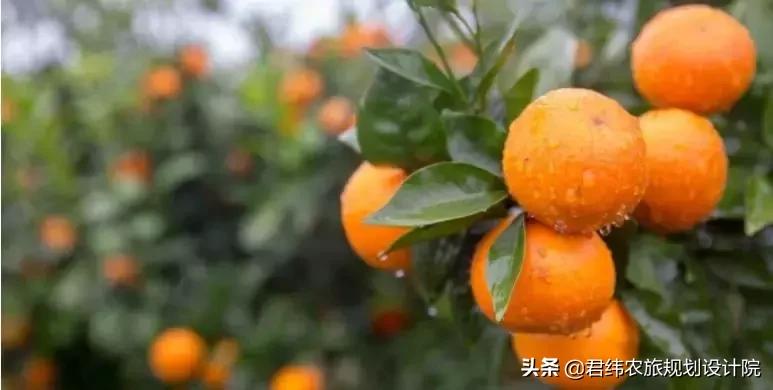 鏌戞涓殑璐垫棌娌冩煈,鏌戞涔嬪弸娌冩煈