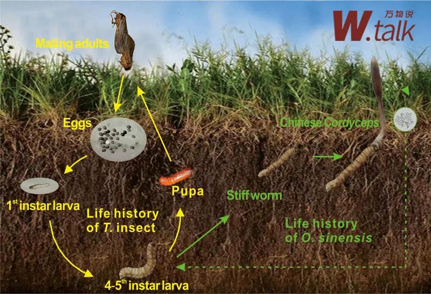 虫草是怎么变成虫子的,虫草实际上是一种什么药
