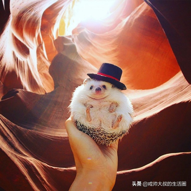 小刺猬到底有多可爱,很可爱的小刺猬有哪些