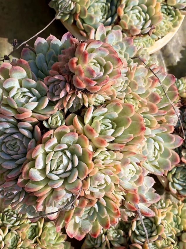 多肉植物要防霜冻吗,多肉冰梅的养殖方法和注意事项