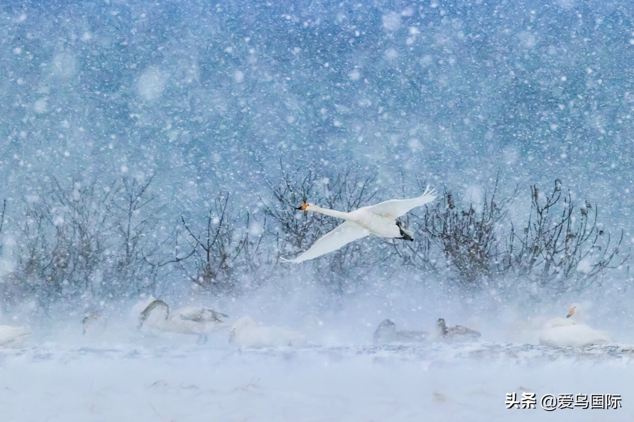 鸟类图片大全大图观赏,鸟类照片合集
