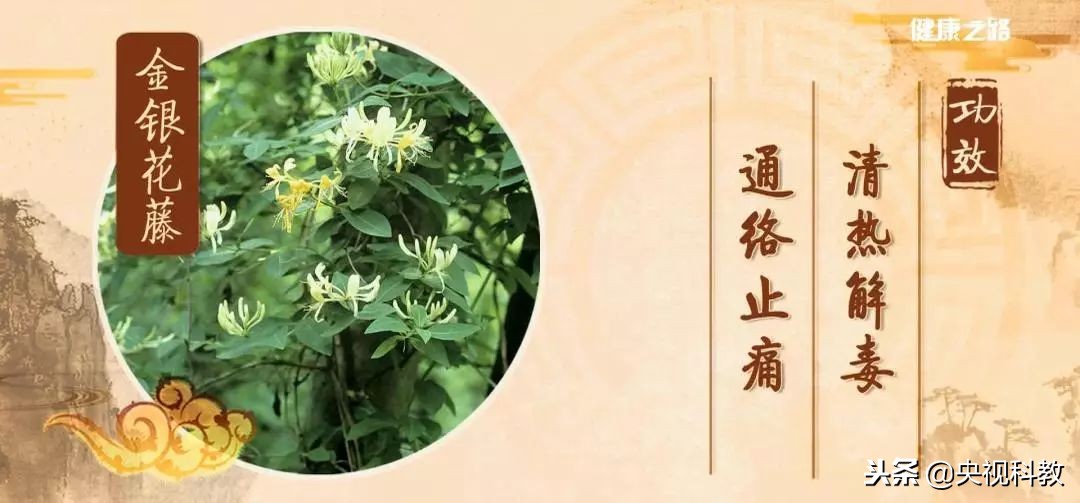 通经络的植物有哪些,绿植哪些有药用价值