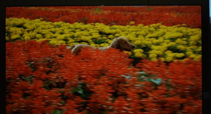 tcl电视98t7e98英寸测评,tcl98寸电视t7e和q6e对比