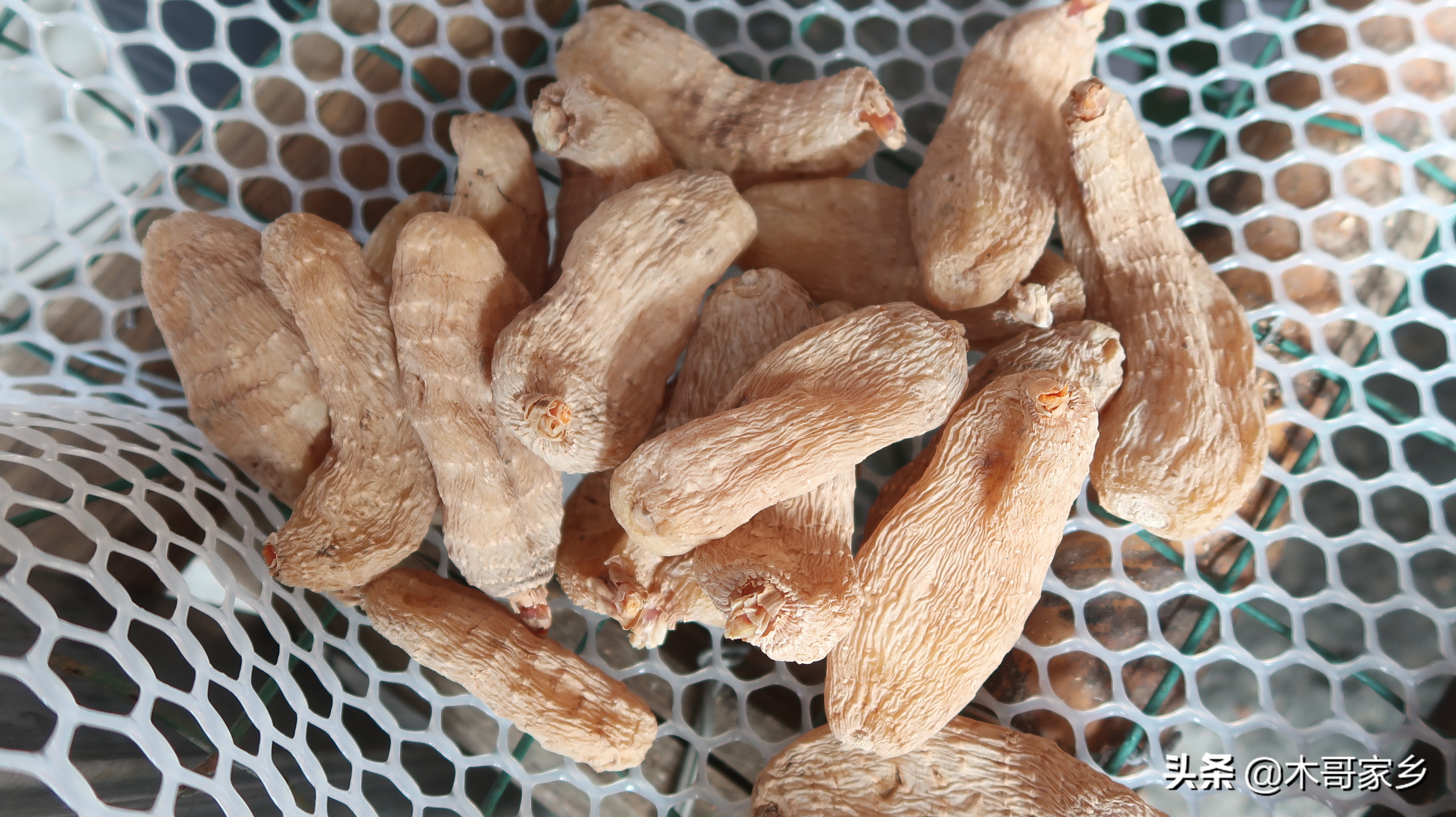 天麻在晒干过程中发霉了怎么办,天麻表面有白色一层是不是发霉