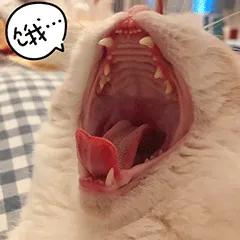 春节回家家里的猫咪怎么办,春节期间猫咪留守怎么办