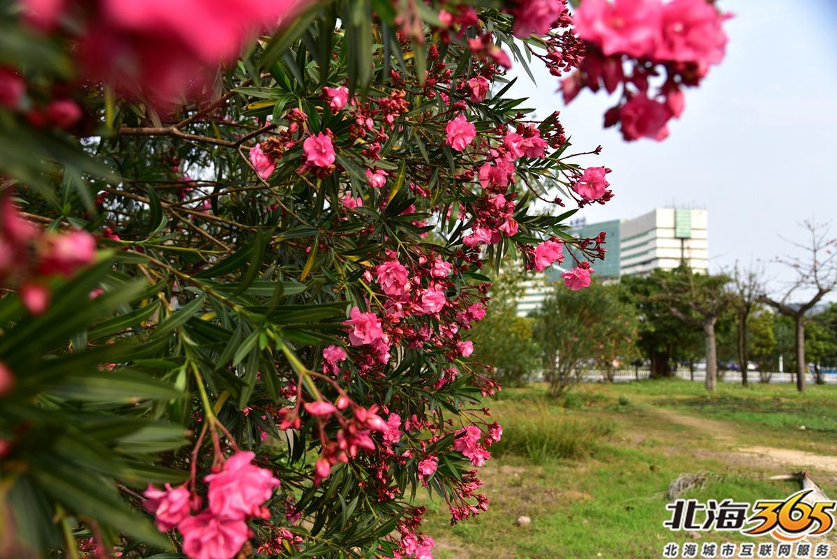 「多图」春天来了!北海街头的三角梅、黄花风铃开得好艳