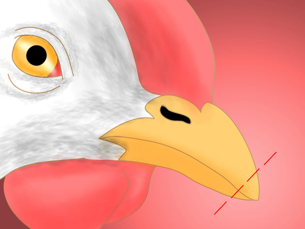 如何防止鸡吃自己的蛋3种防止鸡吃自己的蛋的方法