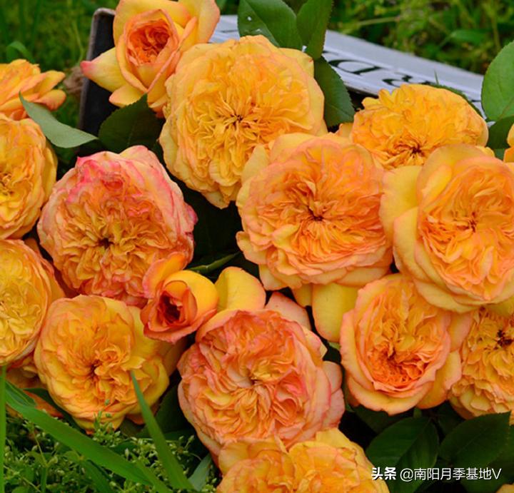 16种双色条纹月季,耀眼的明星月季