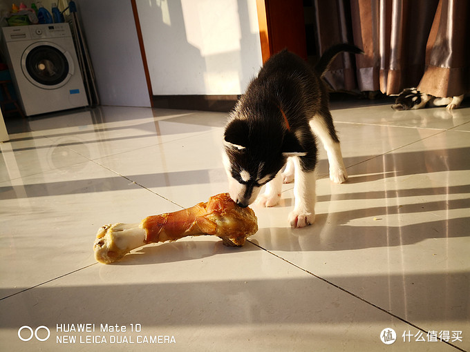 一次创世纪的生活体验—记哈士奇当妈妈