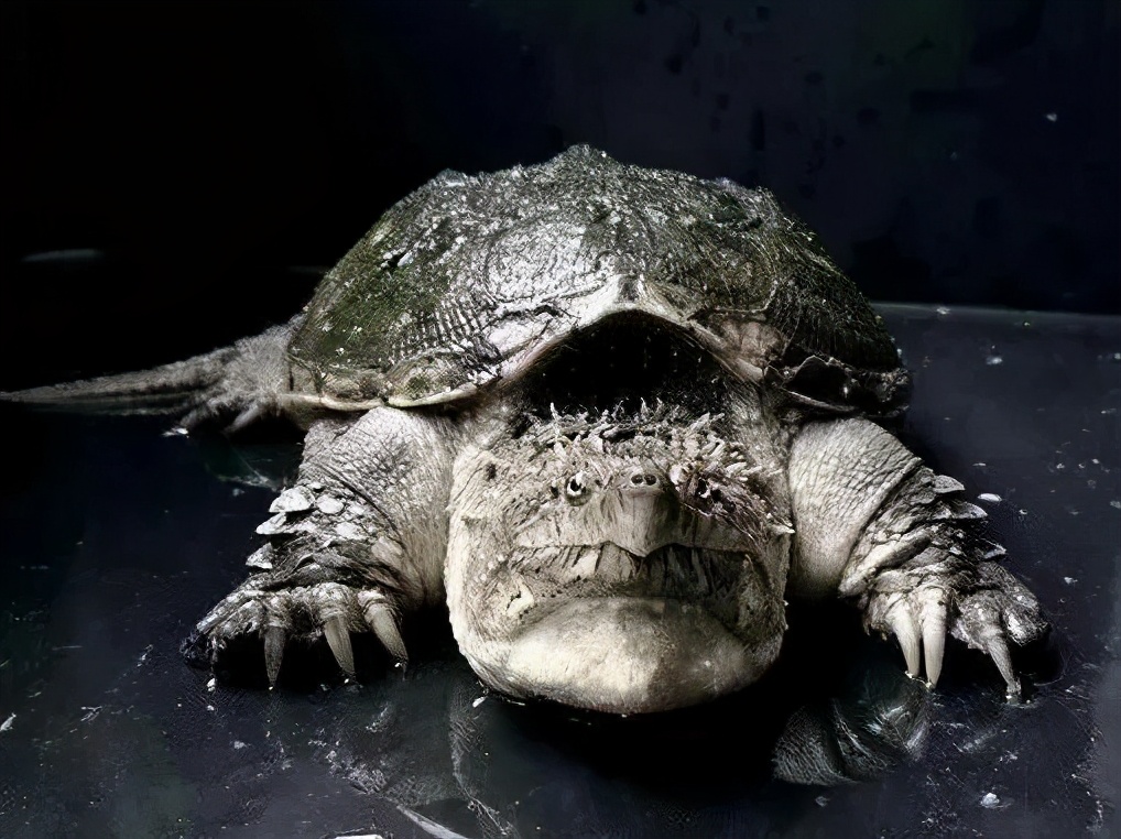 佛鳄龟最佳饲养温度,佛鳄龟黑色环境饲养