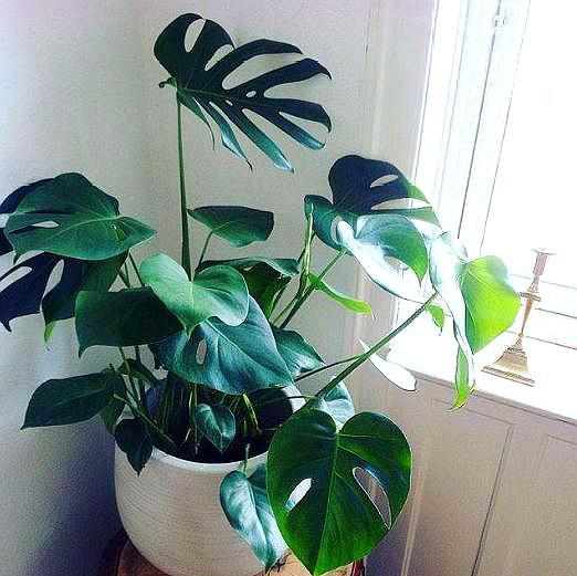 龟背竹扦插繁殖不长叶子只长根,龟背竹弱枝扦插繁殖方法