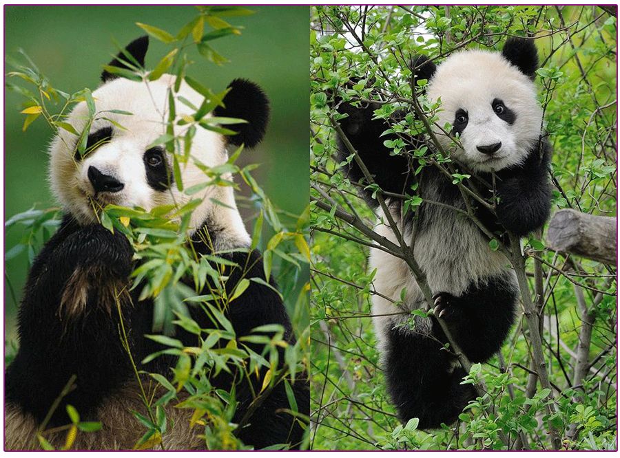 创意儿童画绘画教程|花丛中的大熊猫