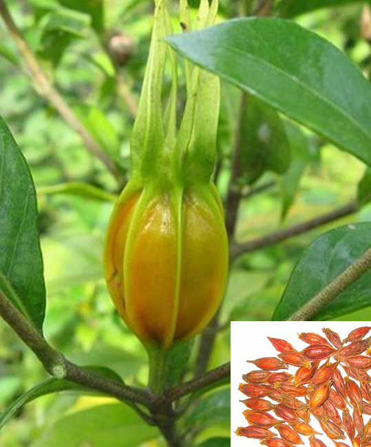 栀子花果实类型,栀子花果实是香料吗