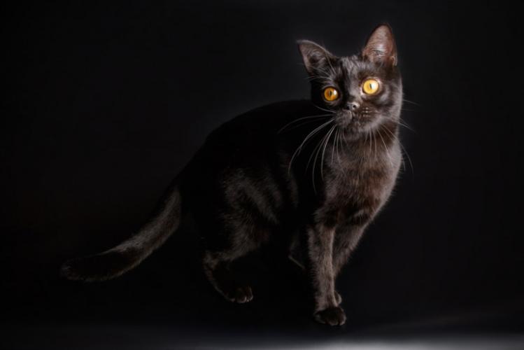 虎斑猫美短哪种颜色好看,美短虎斑是黑鼻子黑爪子吗