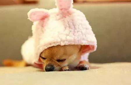 养宠小课堂,养宠小知识狗身上挠烂了能自愈吗