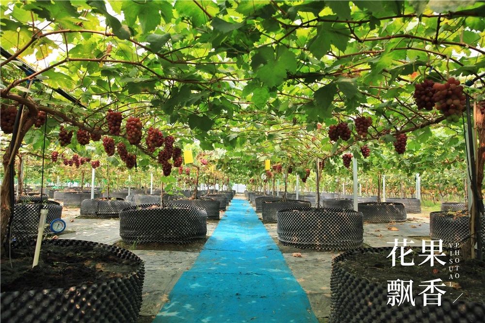 原来，日本果业是一个精致的、被JA溺宠的“老宅男”