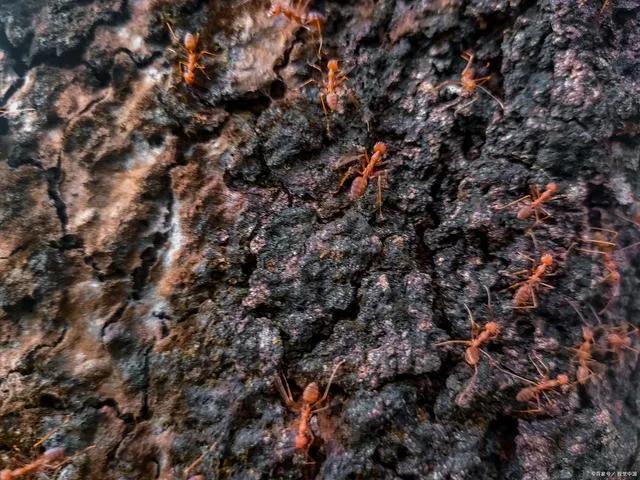 科普一下这红色的蚂蚁叫做红火蚁,红火蚁跟普通的蚂蚁有什么区别