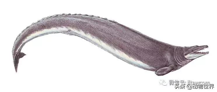 史前海洋生物龙王鲸,原始的龙王鲸到底长什么样