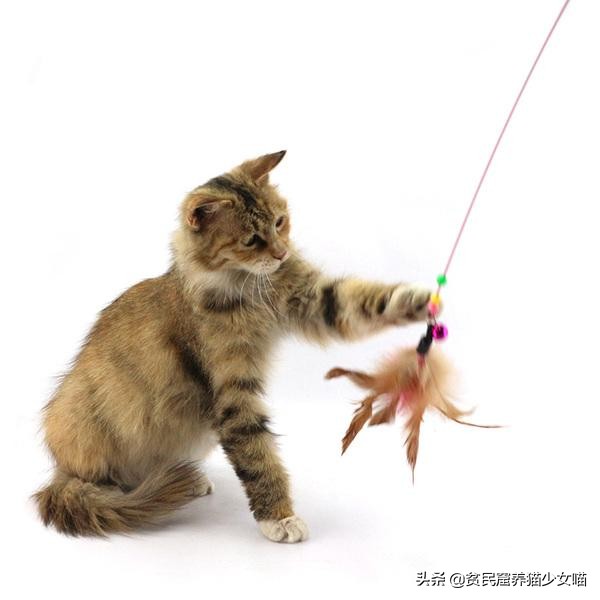 猫咪最爱的7款玩具,猫咪玩具排行榜前十名