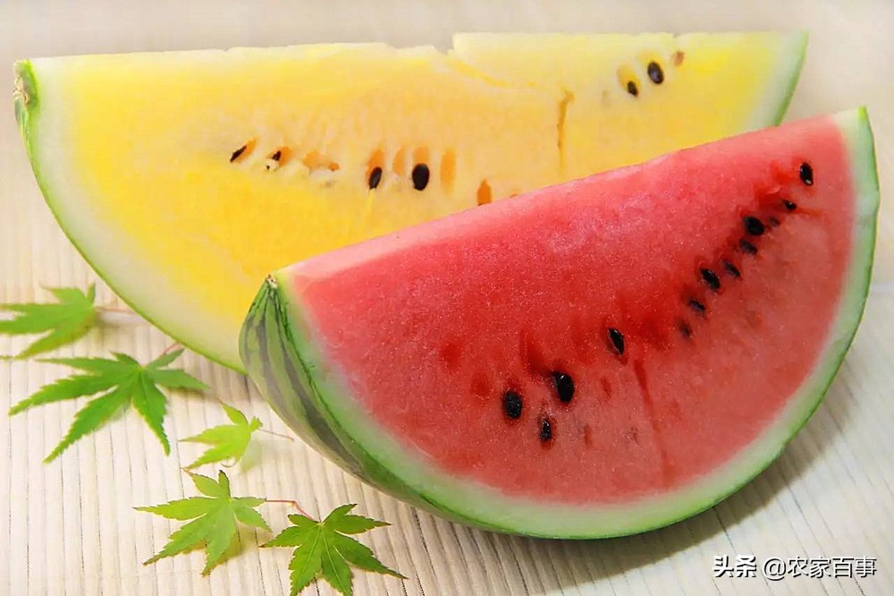 农村的小屎瓜是什么,农村常见屎瓜来历