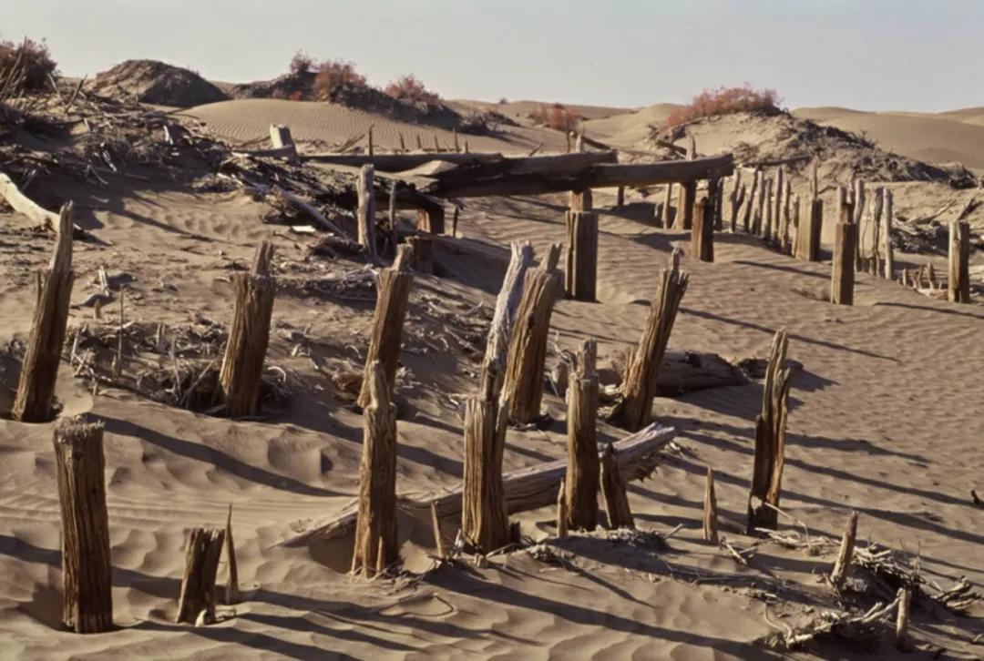 新疆塔里木大沙漠风景,除了沙漠树森林树还有什么