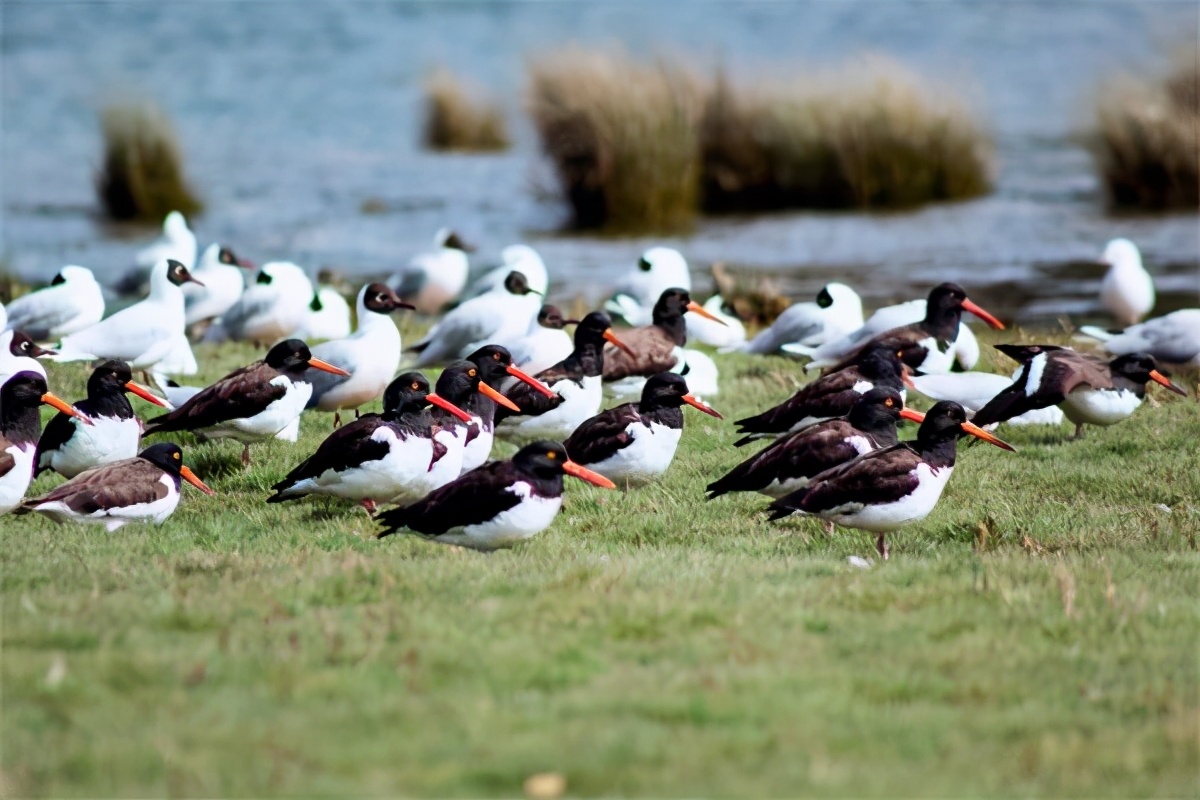 奇洛埃岛所在地,奇洛埃岛风景区