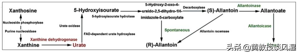 肠道菌群与痛风,肠道和痛风有什么关系