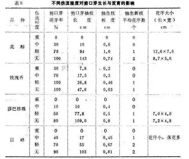 葡萄伤流止不住怎么办,葡萄伤流后怎么补救