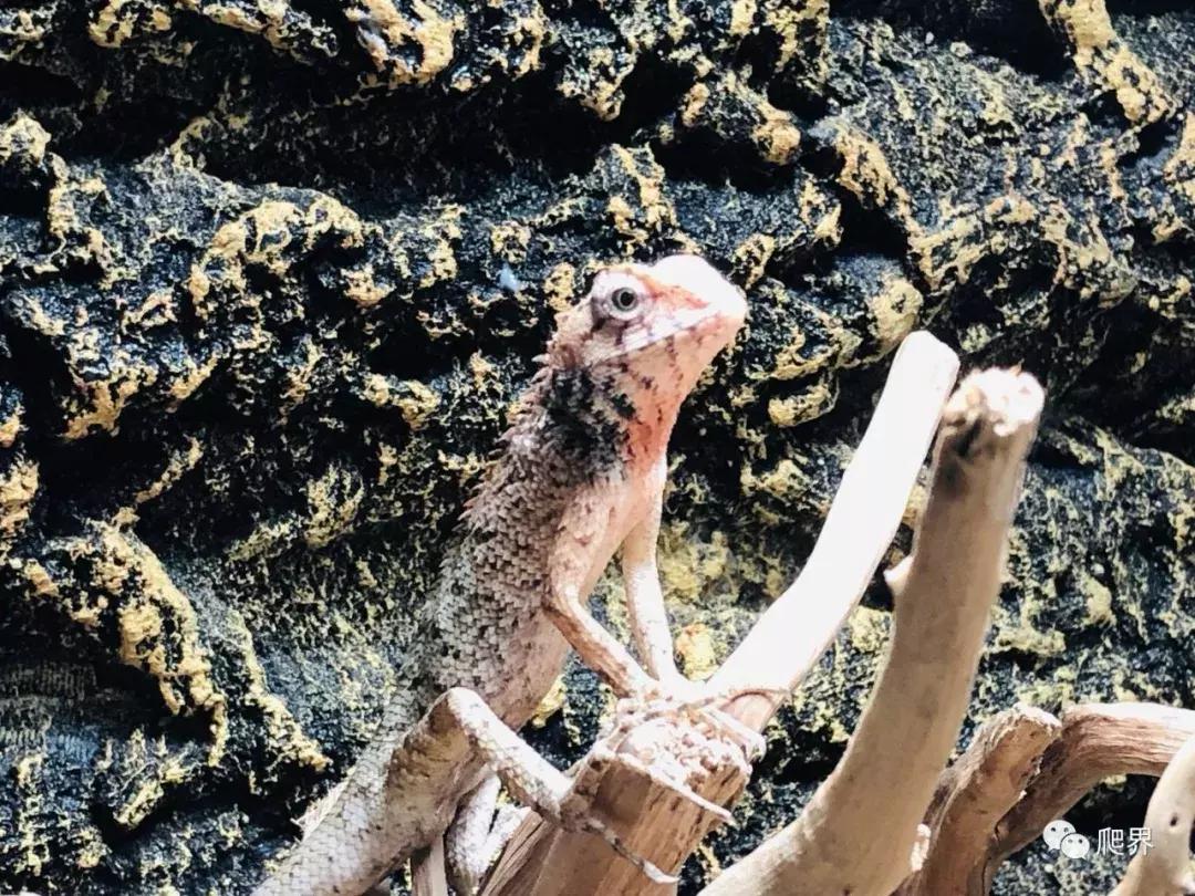 伦敦的爬宠店,隐藏在小区深处的店铺