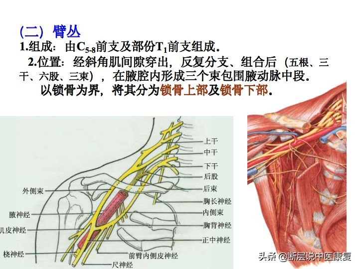 中枢神经系统断层解剖讲解,中枢神经3d解剖动画