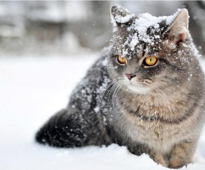 外出七天猫咪怎么安置,假期猫咪独自在家猫砂怎么处理