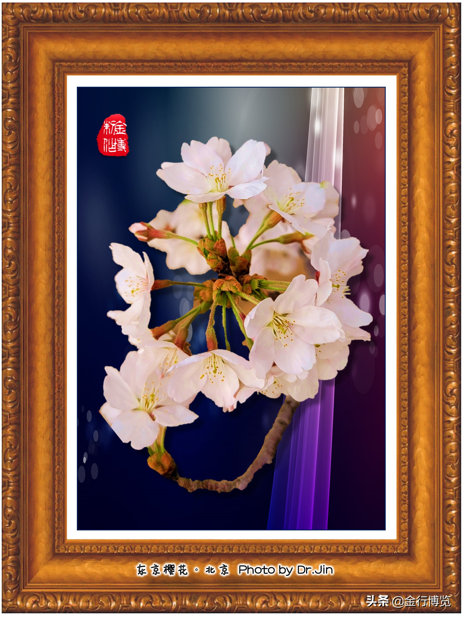 金行博览：樱花树下送君时，一寸春心逐折枝-樱花