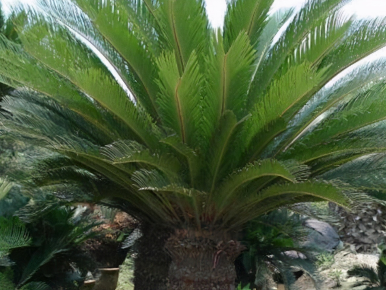 铁树开花的图片为什么不一样,铁树开花图片是什么样子