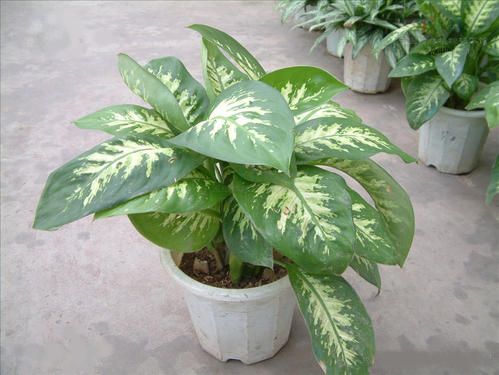 万年青烂根还有黄叶怎么解决,万年青枯叶子怎么办