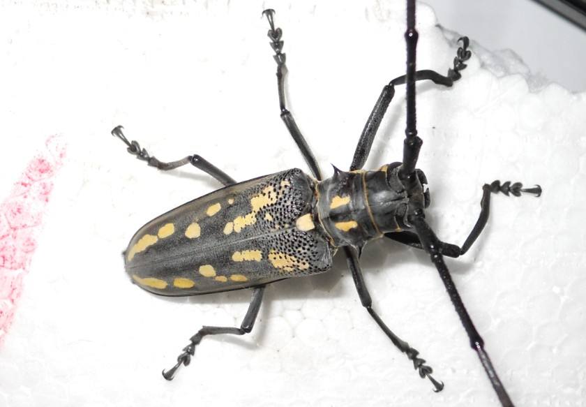 农村潮湿环境常见的昆虫,在乡下能捉到哪些可爱的虫子