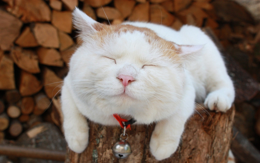 专治猫咪软便的十款猫粮,猫咪软便猫粮测评