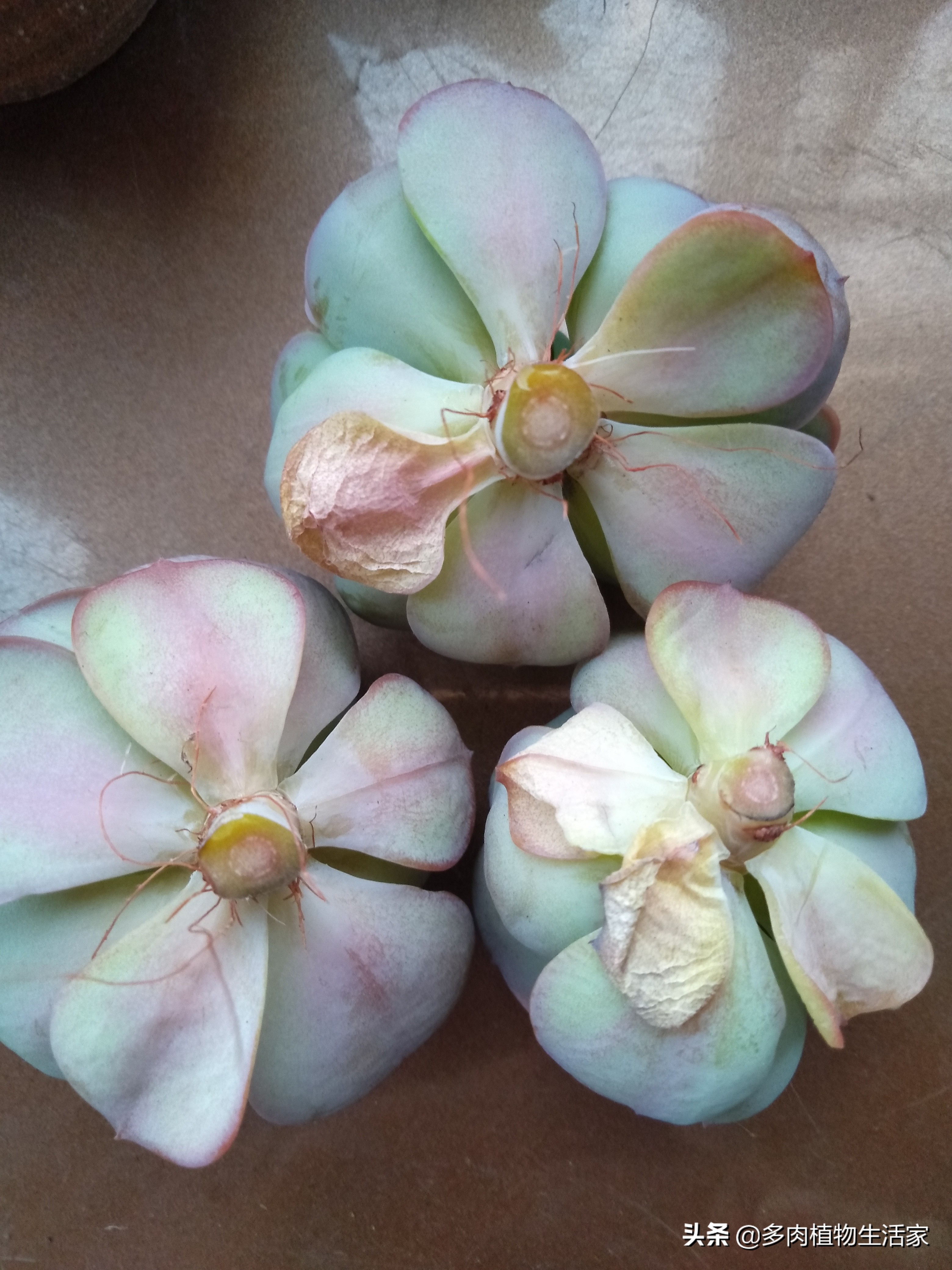 多肉经历寒冬酷暑迎来了春天,多肉经历了冬天的寒冷变得更美