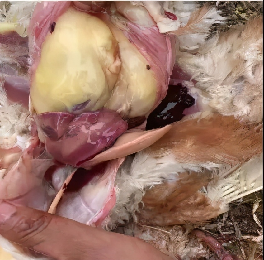 什么原因会引起肝破裂,肝破裂都有啥原因