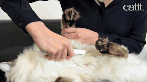 猫咪总挠耳朵痒怎么办,猫咪老是痒挠下巴怎么办