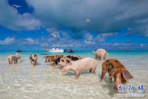世界上独一无二猪岛,巴哈马群岛猪岛